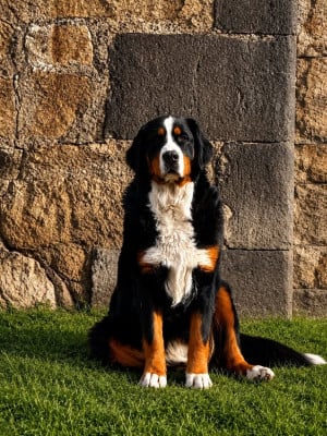 https://chiens-de-france.com/photo/chiens/2026_07/tn200/TN200_202607160853266a587fe6b4d65.jpg