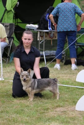 https://chiens-de-france.com/photo/chiens/2026_07/tn200/TN200_202607161555556a58e2eb9f94c.jpg