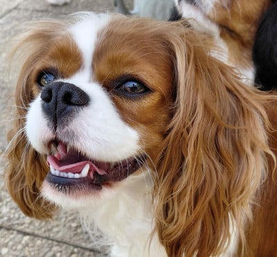 https://chiens-de-france.com/photo/chiens/2026_07/tn200/TN200_202607161716596a58f5ebe960f.jpg