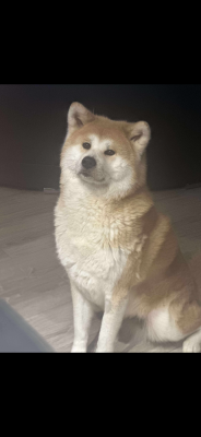 https://chiens-de-france.com/photo/chiens/2026_07/tn200/TN200_202607172320356a5a9ca31273d.png