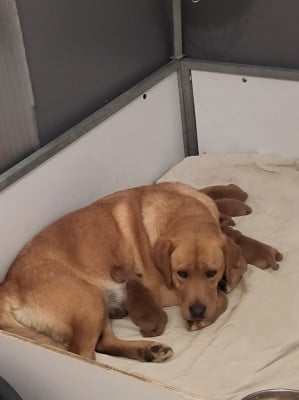 https://chiens-de-france.com/photo/chiens/2026_07/tn200/TN200_202607181317126a5b60b86706a.jpg