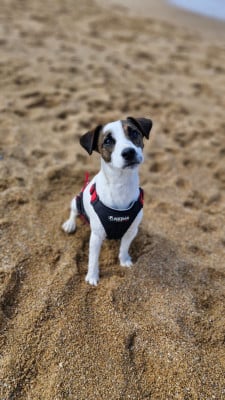 Abel Des Puppies De Madras
