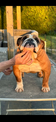 https://chiens-de-france.com/photo/chiens/2026_07/tn200/TN200_202607181756396a5ba237752a5.png