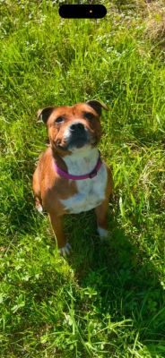 https://chiens-de-france.com/photo/chiens/2026_07/tn200/TN200_202607181927446a5bb7901158e.png