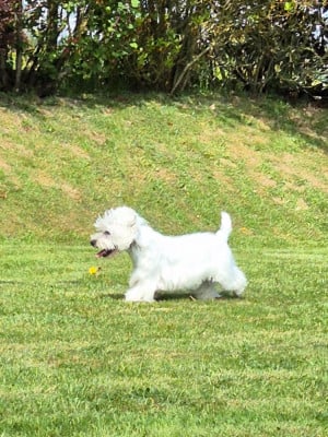 https://chiens-de-france.com/photo/chiens/2026_07/tn200/TN200_202607191014416a5c8771e28cc.jpg