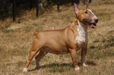 https://chiens-de-france.com/photo/chiens/2026_07/tn200/TN200_202607191915096a5d061d3f1f0.jpg