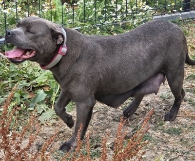 https://chiens-de-france.com/photo/chiens/2026_07/tn200/TN200_202607200853046a5dc5d04985f.jpg