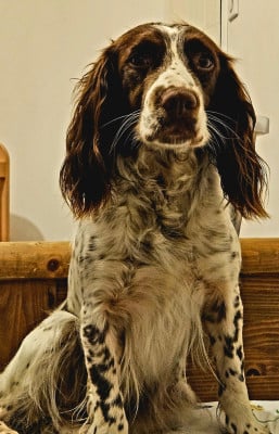 https://chiens-de-france.com/photo/chiens/2026_07/tn200/TN200_202607201330026a5e06bace79a.jpg