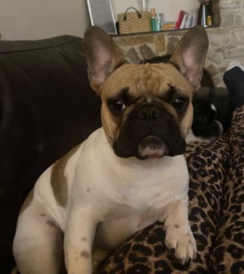 https://chiens-de-france.com/photo/chiens/2026_07/tn200/TN200_202607201509156a5e1dfb7d002.jpg