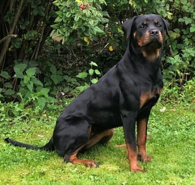https://chiens-de-france.com/photo/chiens/2026_07/tn200/TN200_202607201653526a5e36801255d.jpg