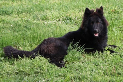 https://chiens-de-france.com/photo/chiens/2026_07/tn200/TN200_202607201703266a5e38beea44b.jpg