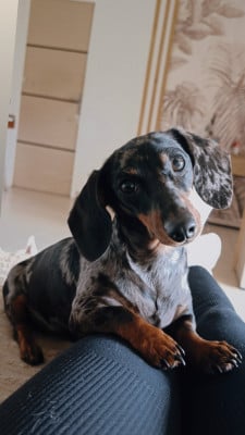 https://chiens-de-france.com/photo/chiens/2026_07/tn200/TN200_202607201757536a5e458128981.jpg