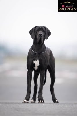 https://chiens-de-france.com/photo/chiens/2026_07/tn200/TN200_202607201908406a5e561874969.jpg