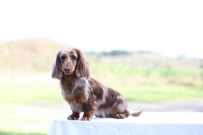 https://chiens-de-france.com/photo/chiens/2026_07/tn200/TN200_202607201927496a5e5a95d3908.jpg