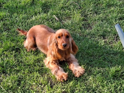 https://chiens-de-france.com/photo/chiens/2026_07/tn200/TN200_202607202142466a5e7a36c6594.jpg