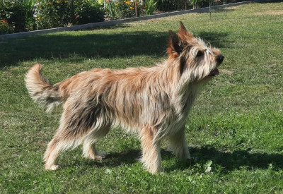 https://chiens-de-france.com/photo/chiens/2026_07/tn200/TN200_202607211151516a5f4137dc832.jpg