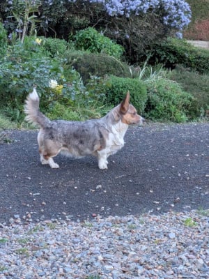 https://chiens-de-france.com/photo/chiens/2026_07/tn200/TN200_202607211207276a5f44df54f5f.jpg