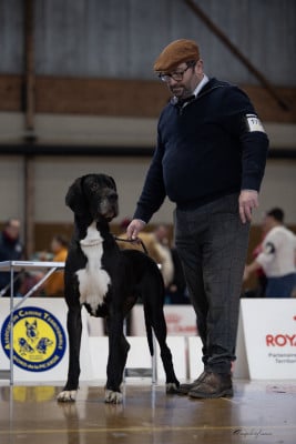https://chiens-de-france.com/photo/chiens/2026_07/tn200/TN200_202607211337336a5f59fda016b.jpg
