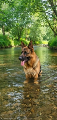 https://chiens-de-france.com/photo/chiens/2026_07/tn200/TN200_202607211718426a5f8dd2f0b4b.jpg
