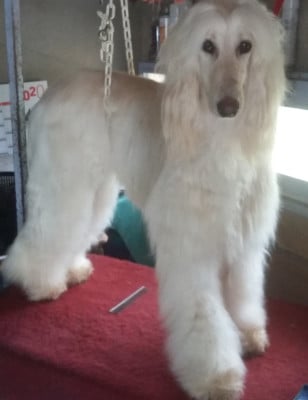 https://chiens-de-france.com/photo/chiens/2026_07/tn200/TN200_202607221637536a60d5c1b436e.jpg
