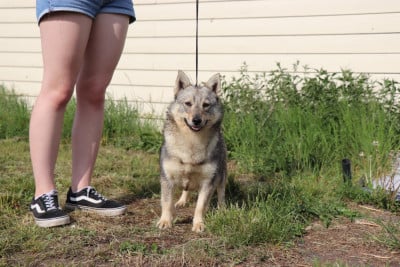 https://chiens-de-france.com/photo/chiens/2026_07/tn200/TN200_202607221748446a60e65c6de99.jpg