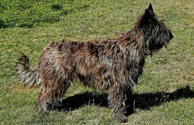 https://chiens-de-france.com/photo/chiens/2026_07/tn200/TN200_202607221753276a60e777ef86f.jpg