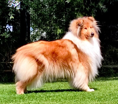https://chiens-de-france.com/photo/chiens/2026_07/tn200/TN200_202607231645166a6228fc705d9.jpg