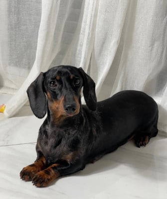 https://chiens-de-france.com/photo/chiens/2026_07/tn200/TN200_202607232155506a6271c65bfc3.jpg