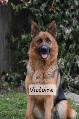 https://chiens-de-france.com/photo/chiens/2026_07/tn200/TN200_202607241120176a632e51a4915.jpg