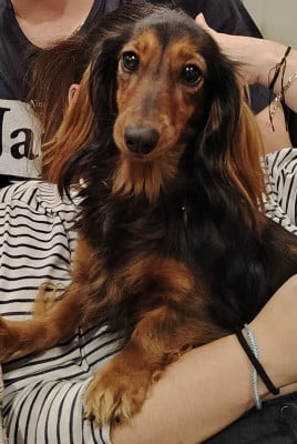https://chiens-de-france.com/photo/chiens/2026_07/tn200/TN200_202607241445376a635e71c8b0d.jpg