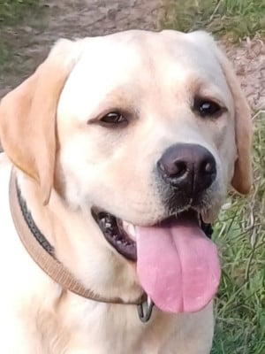 https://chiens-de-france.com/photo/chiens/2026_07/tn200/TN200_202607241521546a6366f2756f2.jpg