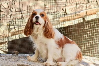 https://chiens-de-france.com/photo/chiens/2026_07/tn200/TN200_202607241559136a636fb1c18be.jpg