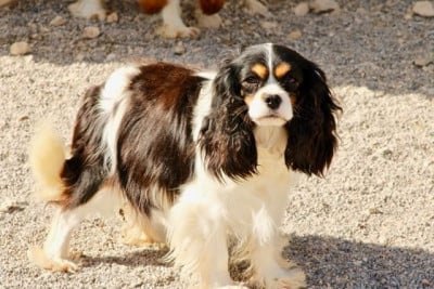 https://chiens-de-france.com/photo/chiens/2026_07/tn200/TN200_202607241612036a6372b3d085e.jpg