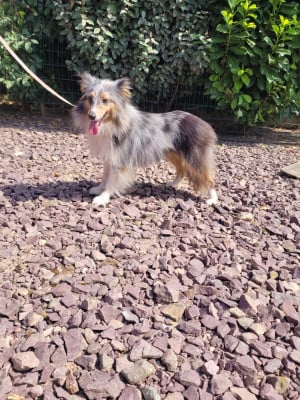 https://chiens-de-france.com/photo/chiens/2026_07/tn200/TN200_202607241652126a637c1c36d89.jpg