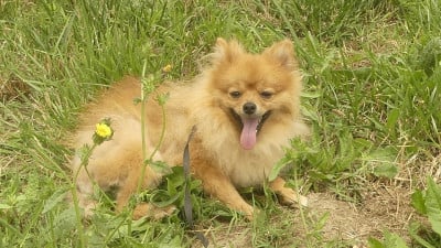 https://chiens-de-france.com/photo/chiens/2026_07/tn200/TN200_202607241738506a63870ac3739.jpg