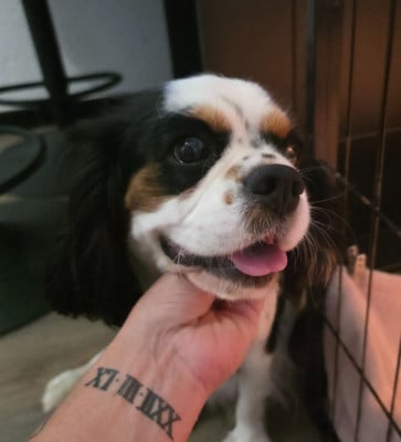 https://chiens-de-france.com/photo/chiens/2026_07/tn200/TN200_202607242010096a63aa81c63d9.jpg