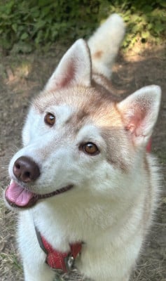 https://chiens-de-france.com/photo/chiens/2026_07/tn200/TN200_202607251453376a64b1d13136e.jpg