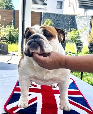 https://chiens-de-france.com/photo/chiens/2026_07/tn200/TN200_202607261255296a65e7a199eae.jpg