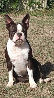 https://chiens-de-france.com/photo/chiens/2026_07/tn200/TN200_202607261739126a662a205f364.jpg