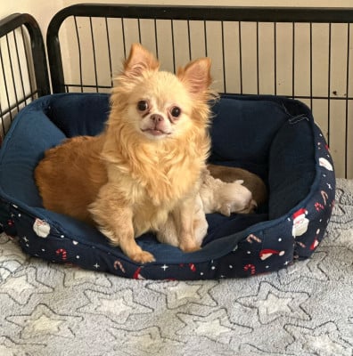 https://chiens-de-france.com/photo/chiens/2026_07/tn200/TN200_202607270825266a66f9d69faa8.jpg