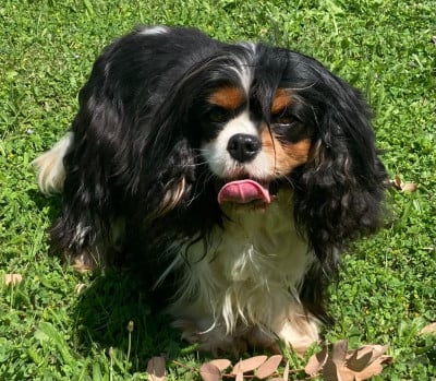 https://chiens-de-france.com/photo/chiens/2026_07/tn200/TN200_202607271025546a67161230f60.jpg
