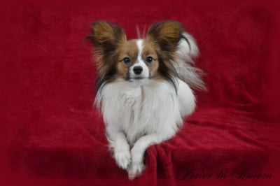https://chiens-de-france.com/photo/chiens/2026_07/tn200/TN200_202607280918566a6857e0ba5d9.jpg