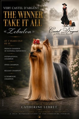 Very Castel D'Argent The Winner Takes it All