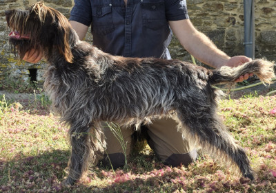 https://chiens-de-france.com/photo/chiens/2026_07/tn200/TN200_202607281137376a687861e7006.jpg