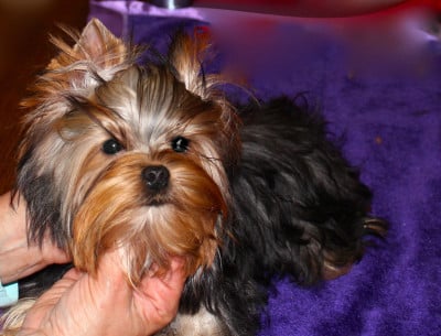 https://chiens-de-france.com/photo/chiens/2026_07/tn200/TN200_202607281149386a687b325d5cc.jpg