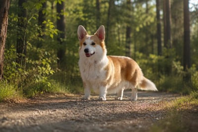 https://chiens-de-france.com/photo/chiens/2026_07/tn200/TN200_202607281930516a68e74b54ddf.jpg