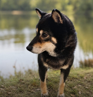 https://chiens-de-france.com/photo/chiens/2026_07/tn200/TN200_202607282019366a68f2b8c395c.jpg