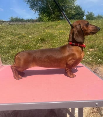 https://chiens-de-france.com/photo/chiens/2026_07/tn200/TN200_202607291204346a69d032053b5.jpg