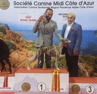 https://chiens-de-france.com/photo/chiens/2026_07/tn200/TN200_202607291700546a6a15a62bc6a.jpg