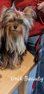 https://chiens-de-france.com/photo/chiens/2026_07/tn200/TN200_202607291721326a6a1a7c283d4.jpg
